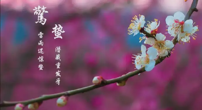 驚蟄吃梨百病遠(yuǎn)離